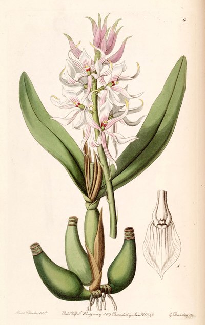 Prosthechea glumacea by Miss Drake